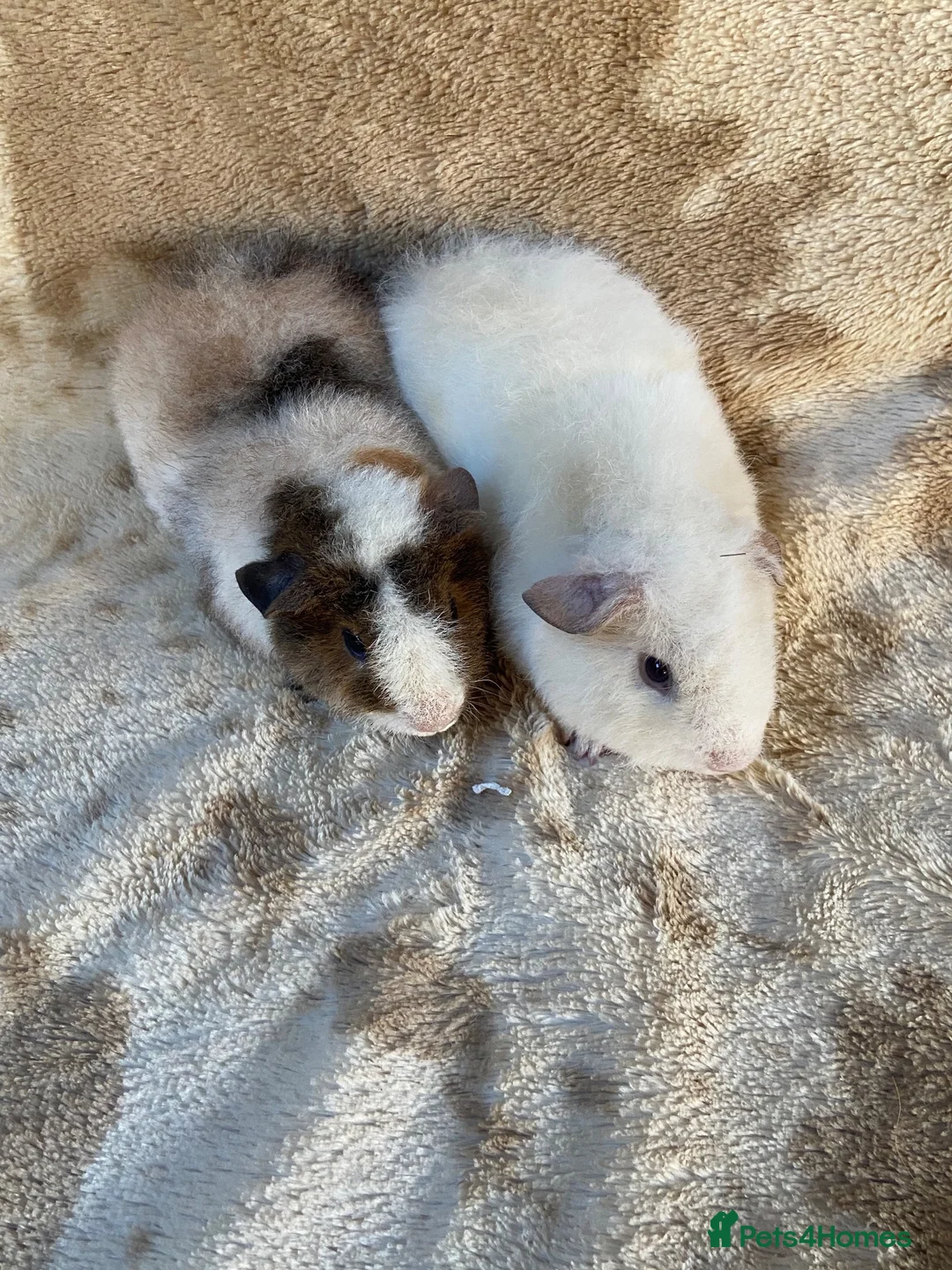 Guinea Pig rodents for sale: For Sale Baby Male Teddy Guinea Pigs  - Advert 6