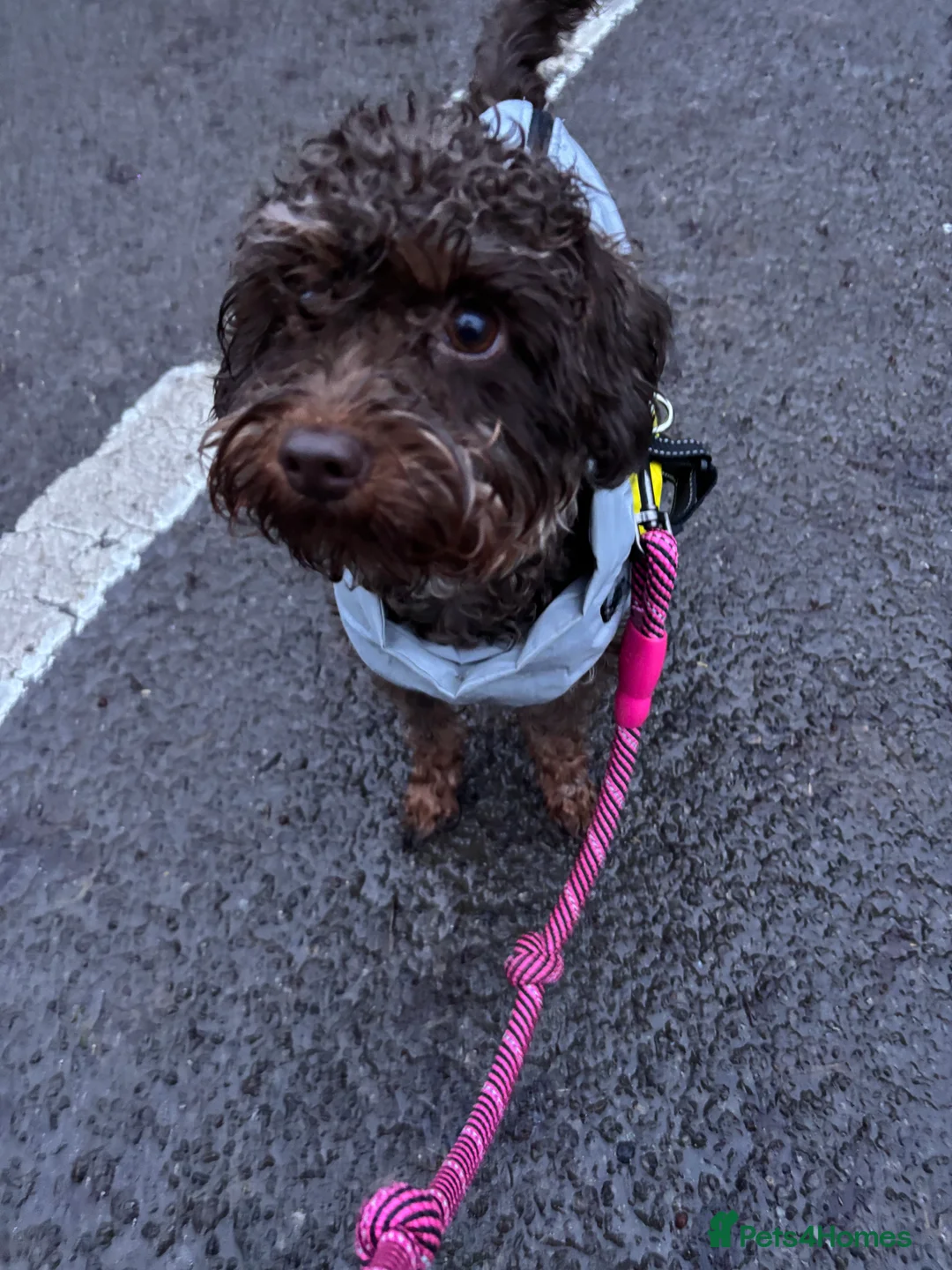 Cavapoo dogs for sale: Chocolate Cavapoo - 1 year old  - Advert 6