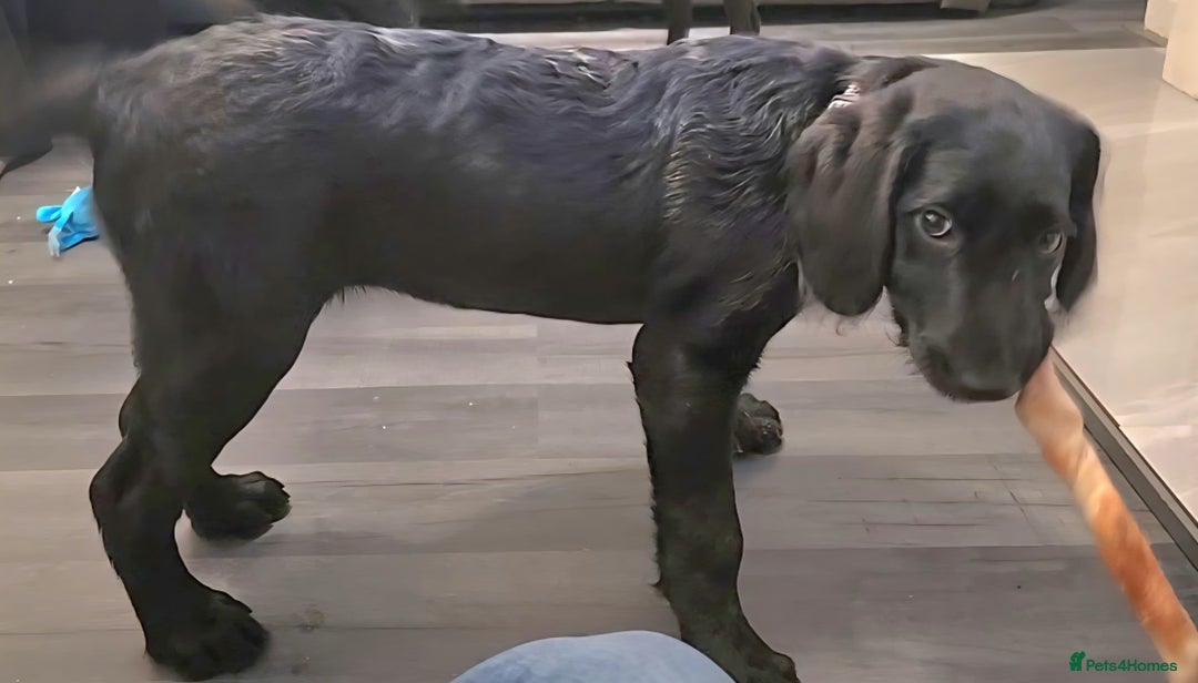 Labradoodle dogs for sale: Little girl Labradoodle  - Advert 5