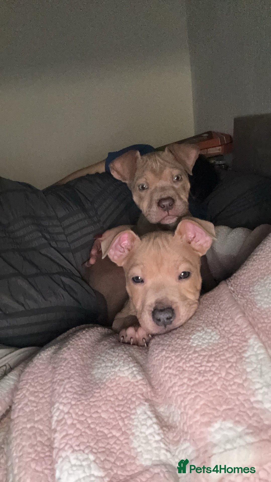 Mixed Breed dogs for sale: Bully cross  - Advert 2