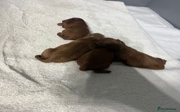 Cockapoo dogs for sale: Adorable Cockapoo Pups Ready Soon for Loving Homes - Image 4