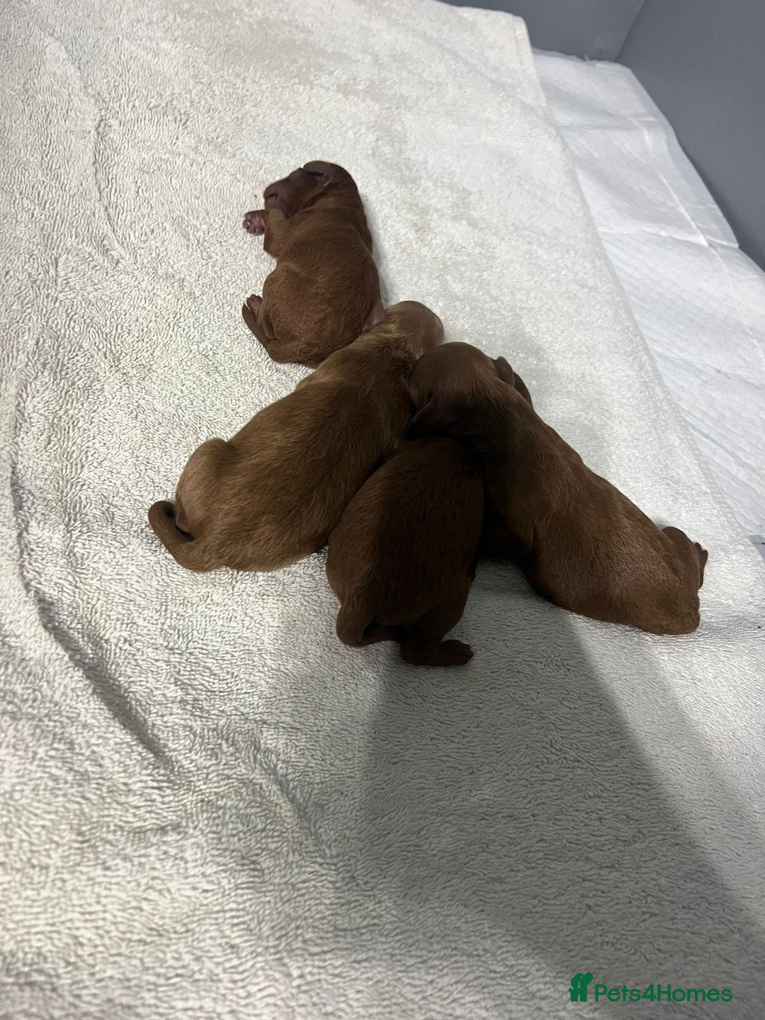 Cockapoo dogs for sale: Adorable Cockapoo Pups Ready Soon for Loving Homes - Image 4