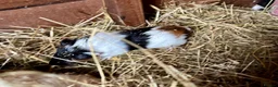 Guinea Pig rodents for sale: Baby Guinea Pigs for sale  - Advert 3