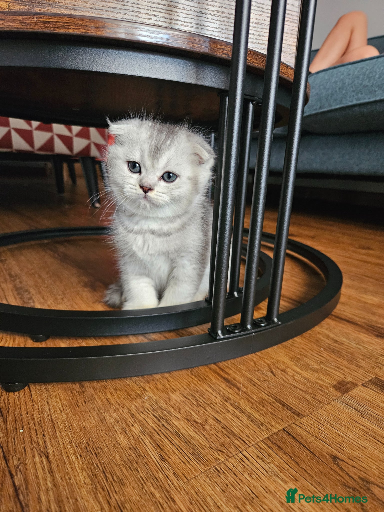 Scottish Fold cats for sale: Beautiful Scottish Fold Boy 💙 - Advert 2
