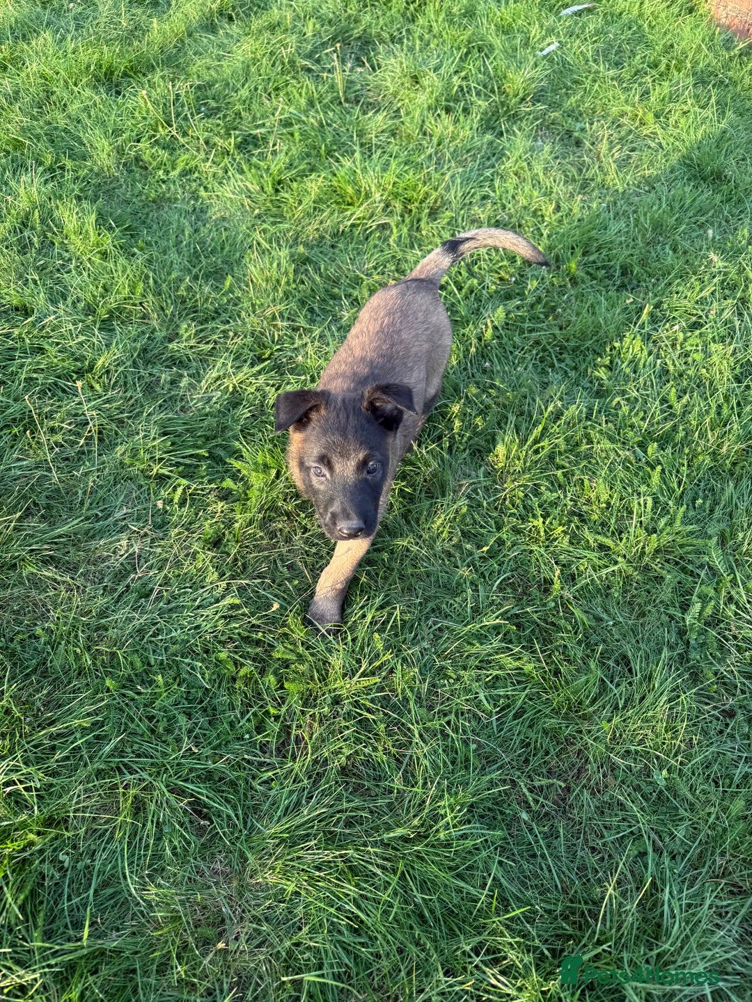 Belgian Shepherd Dog dogs for sale: Belgian malinois - Image 5