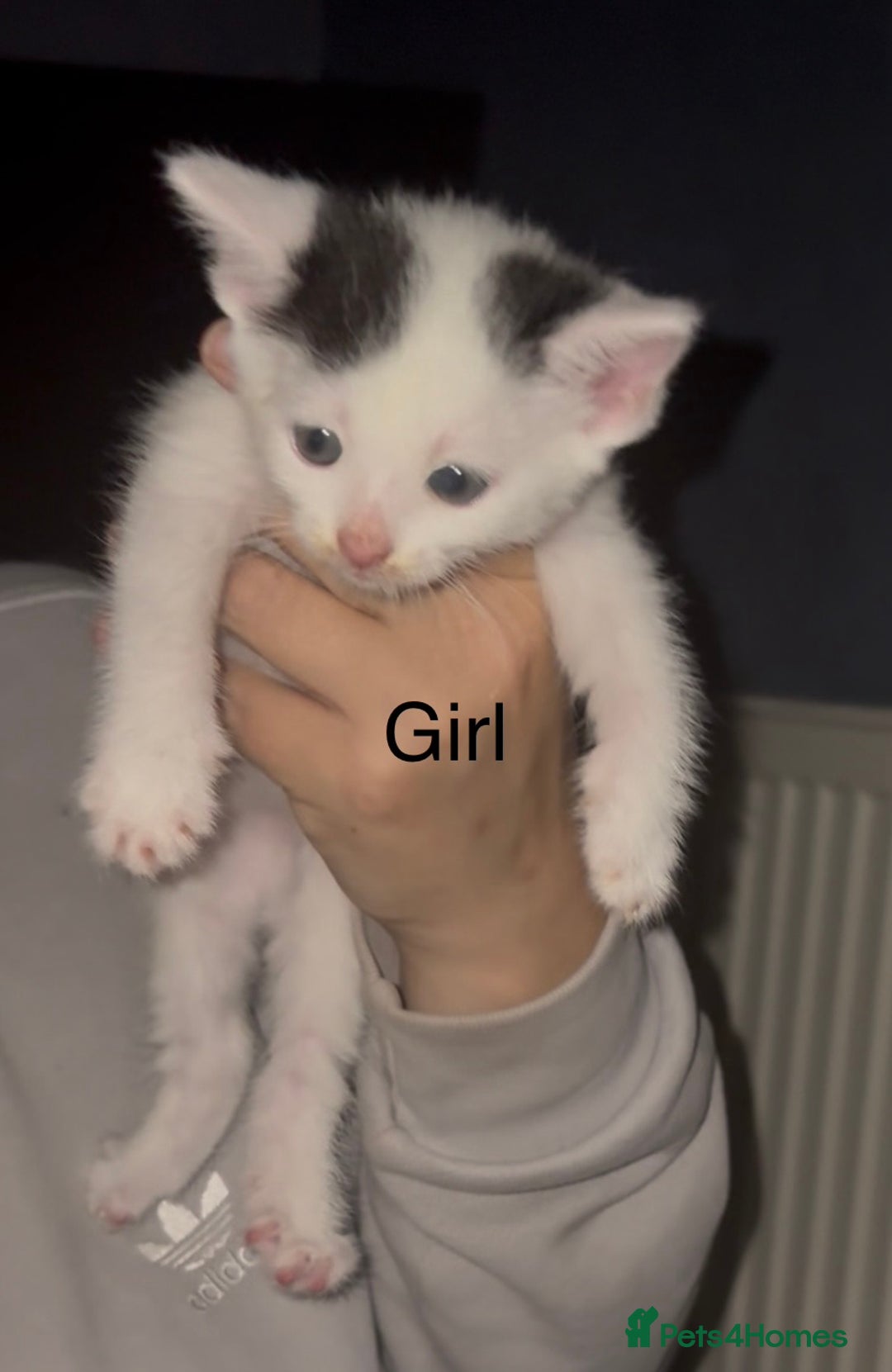 Mixed Breed cats for sale: Beautiful Kittens For Sale  - Advert 8