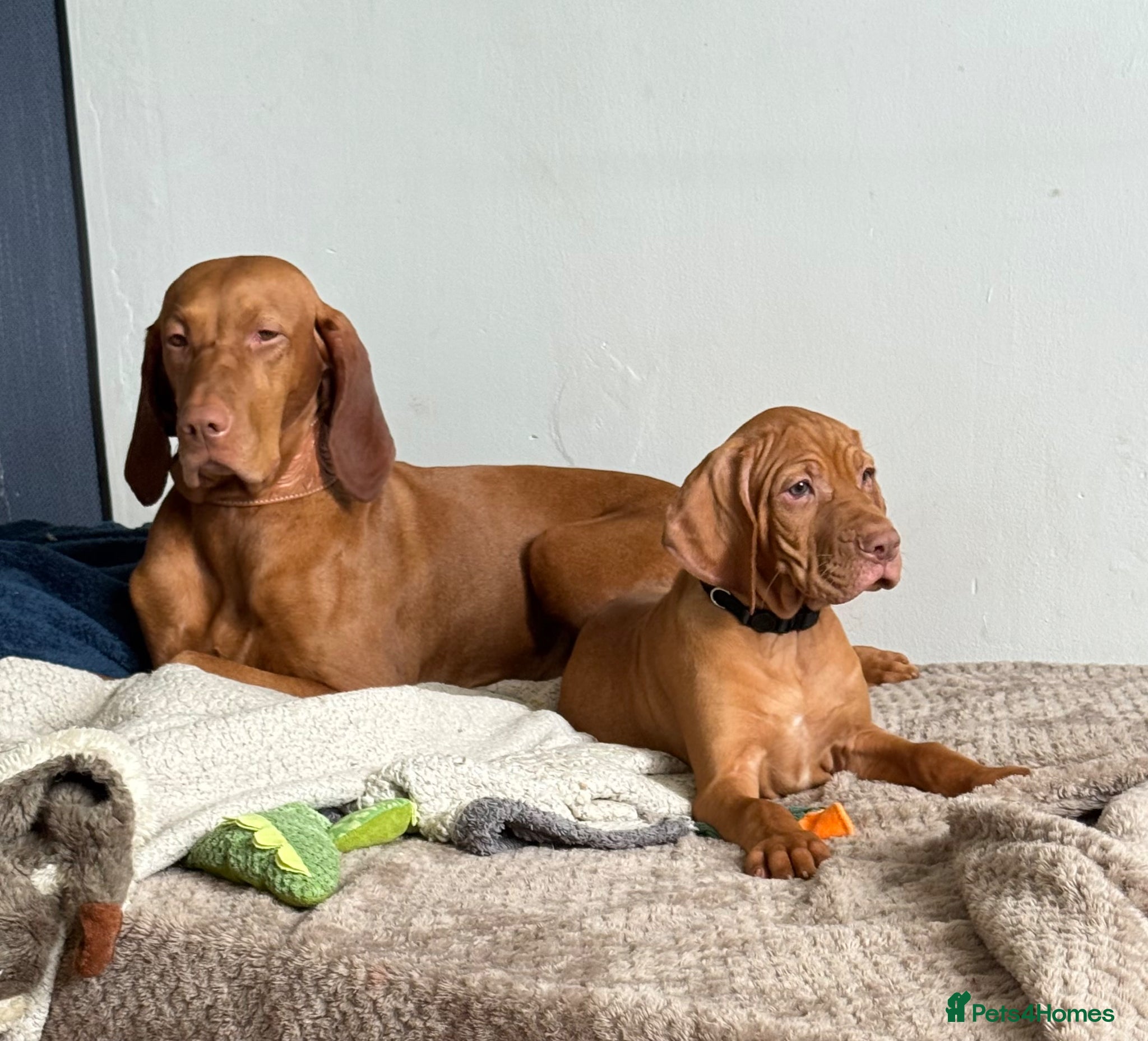 Hungarian Vizsla dogs KC Registered Vizsla Boy-Family Pet-J-2026-Litter - Advert 2