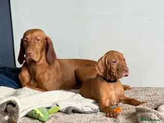 Hungarian Vizsla dogs KC Registered Vizsla Boy-Family Pet-J-2026-Litter - Advert 2