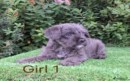 French Bulldog dogs for sale: French Bulldog Froodle Puppies  - Image 19