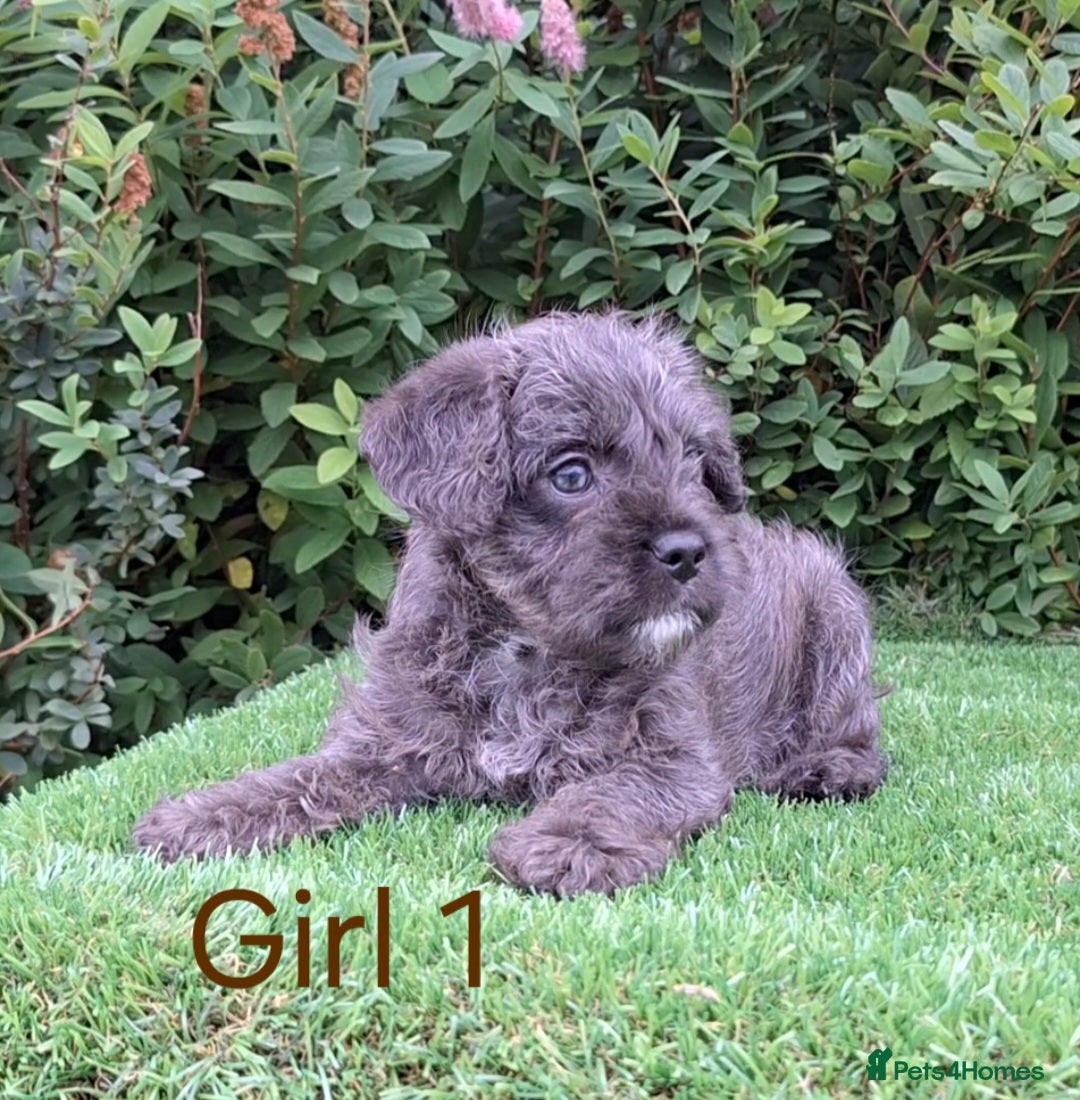 French Bulldog dogs for sale: French Bulldog Froodle Puppies  - Image 19