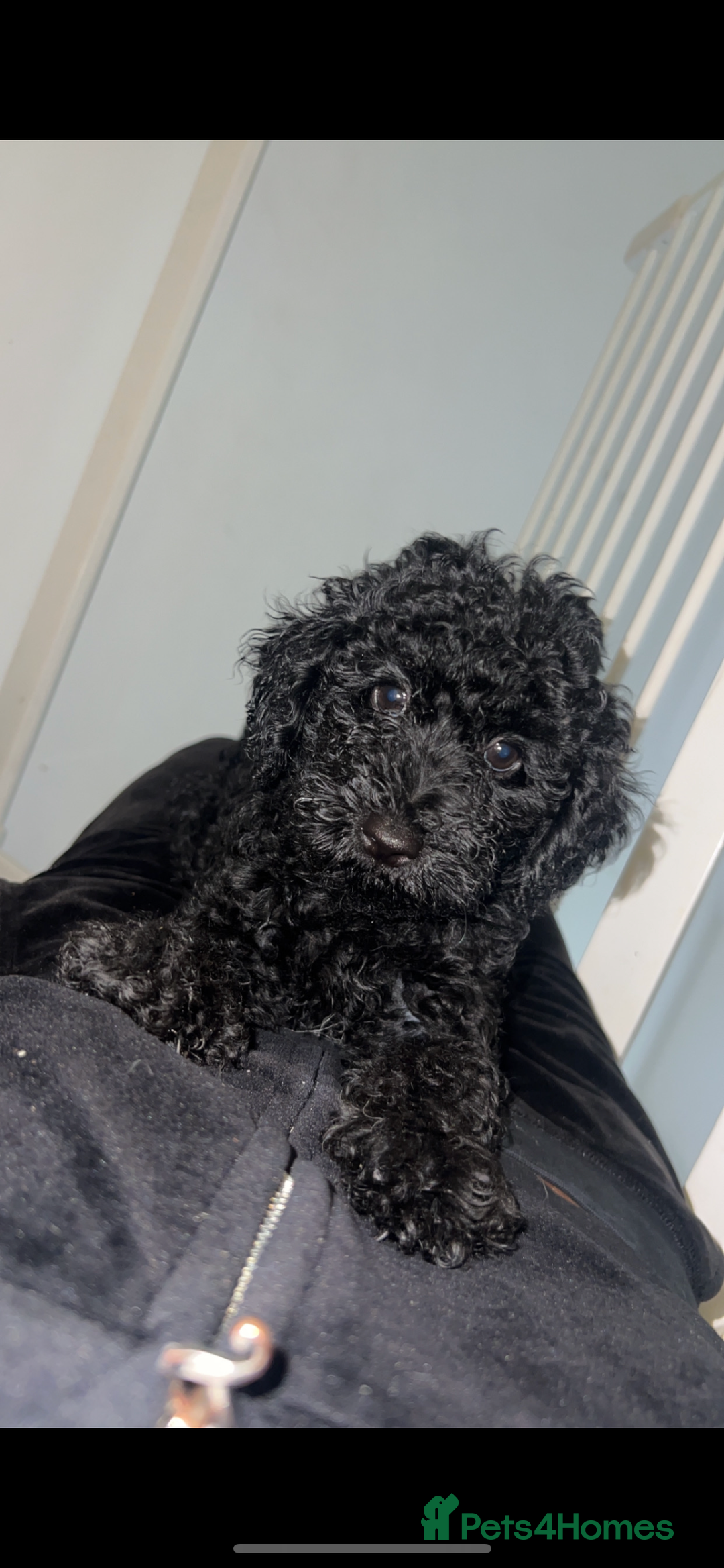 Miniature Poodle dogs for sale: Miniature poodle puppies 🐶  - Image 6