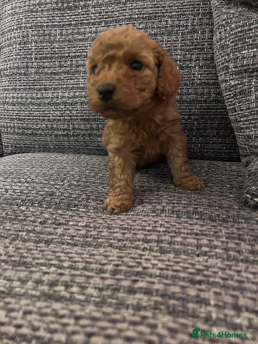 Miniature Poodle dogs for sale: Miniature poodles - Advert 4