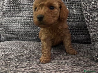 Miniature Poodle dogs Miniature poodles - Advert 3