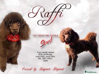 Poodle dogs - Advert 1