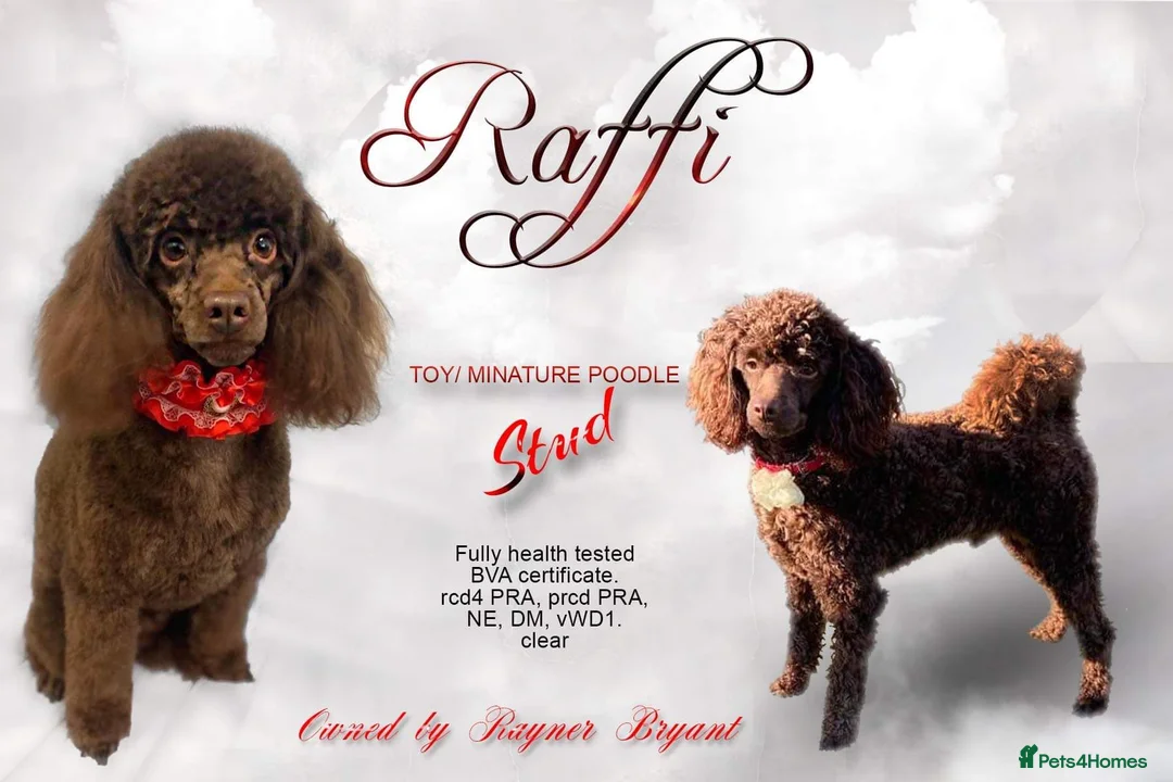 Poodle dogs for stud: Poodle for stud - Advert 1