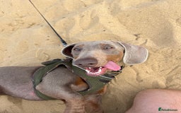 Miniature Dachshund dogs for sale: Loving Pair of Mini Dachshunds 🐶 🐶  - Image 9