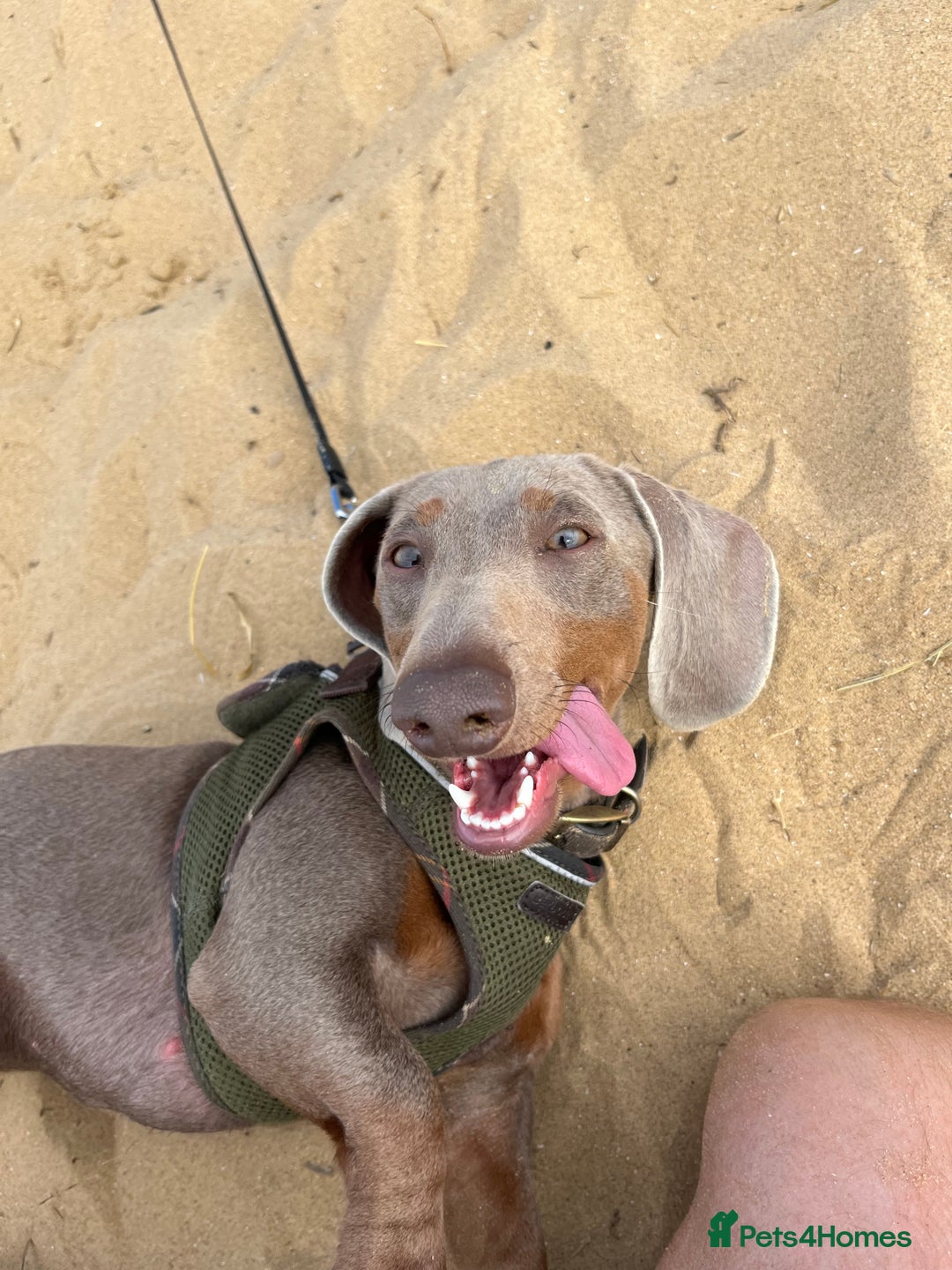 Miniature Dachshund dogs for sale: Loving Pair of Mini Dachshunds 🐶 🐶  - Image 9