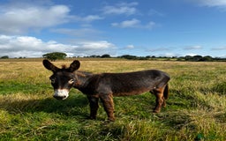 Donkey livestock for sale: Donkeys - Image 6