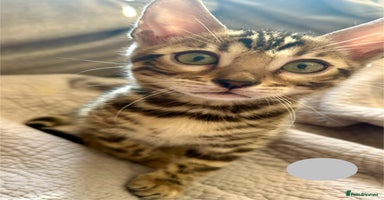Bengal cats - Advert 9