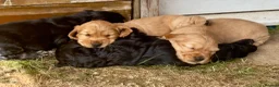 Cocker Spaniel dogs for sale: Cocker spaniel puppies in Ibstock - Advert 13