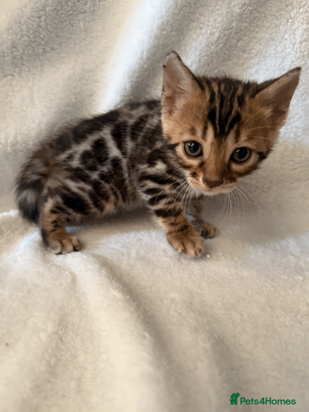 Bengal cats for sale: 5 Beautiful Bengal Brown Rosetted Kittens in London - Advert 18