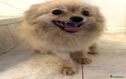 Pomeranian dogs for sale: Beautiful cream female pom - Image 6