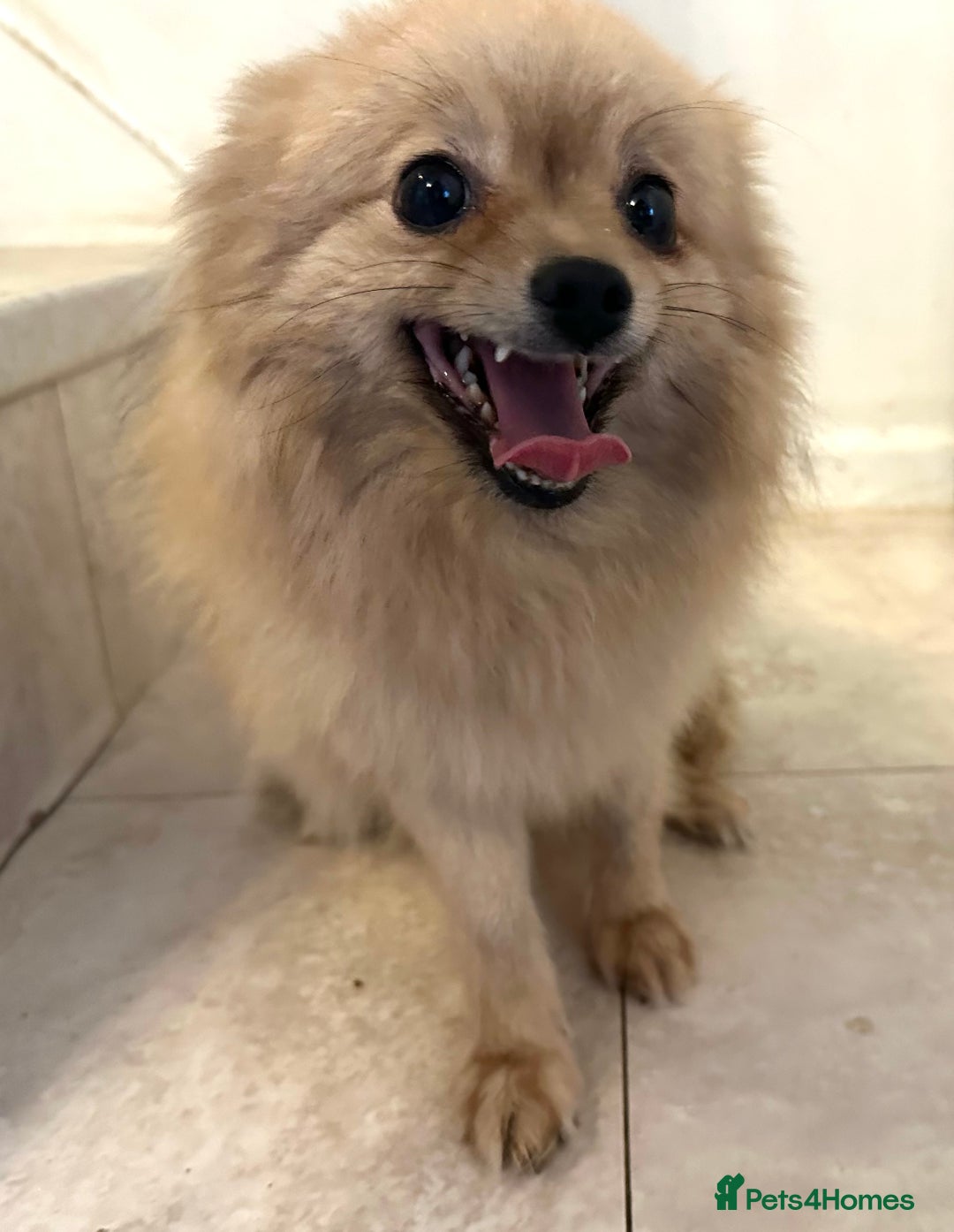 Pomeranian dogs for sale: Beautiful cream female pom - Image 6