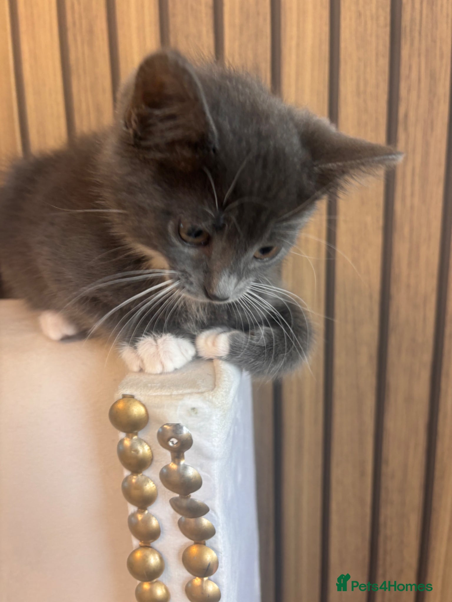 Mixed Breed cats Beautiful Babies  - Advert 2