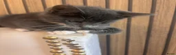 Mixed Breed cats for sale: Beautiful Babies  - Advert 2