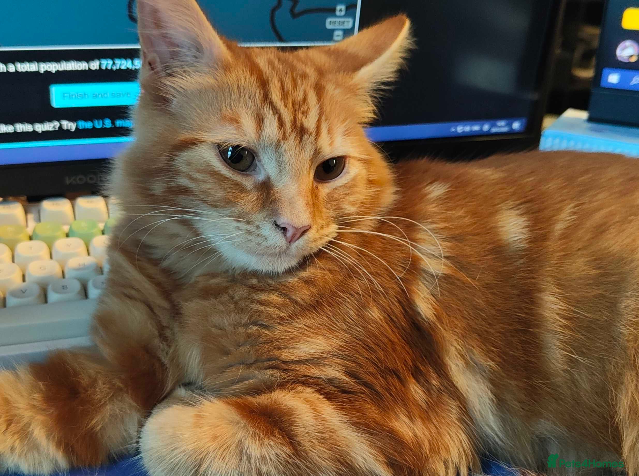 Mixed Breed cats FREE Orange Boy for rehoming - Advert 1