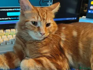 Mixed Breed cats FREE Orange Boy for rehoming - Advert 16