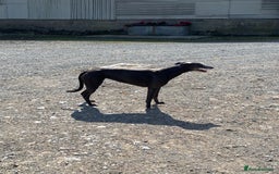 Mixed Breed dogs for sale: Lurcher x Foxhound  - Image 5