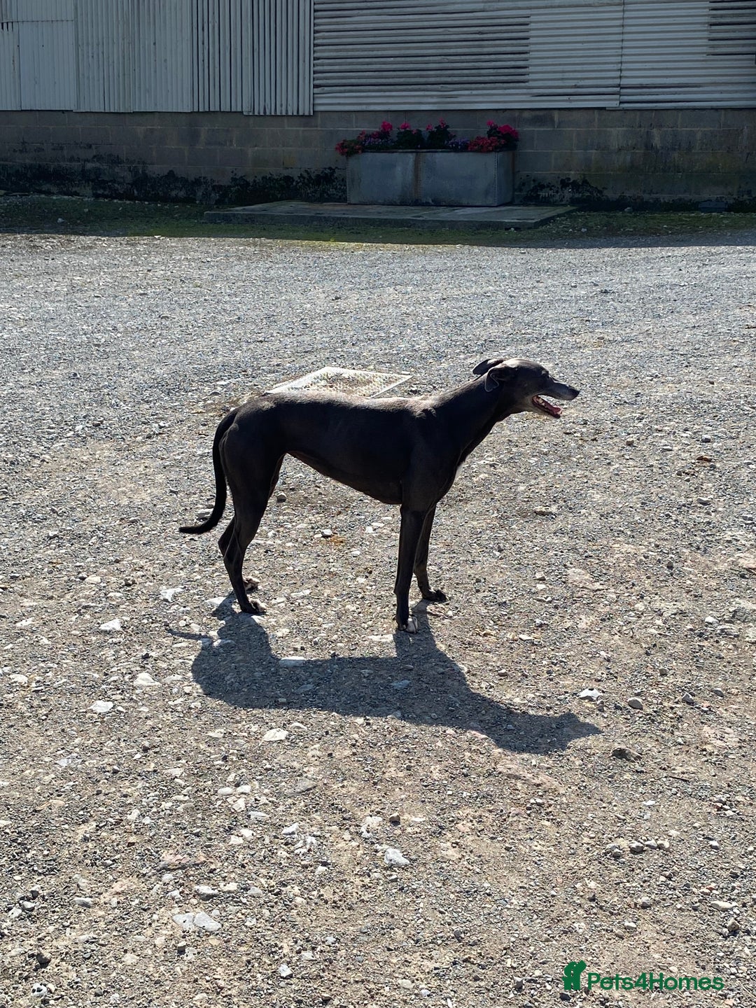 Mixed Breed dogs for sale: Lurcher x Foxhound  - Image 5