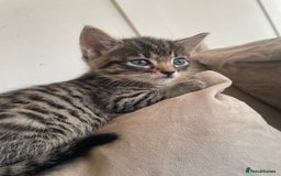 Mixed Breed cats for sale: 3 kittens available - Image 1