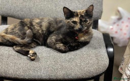 European cats for sale: Nice cat - Image 1
