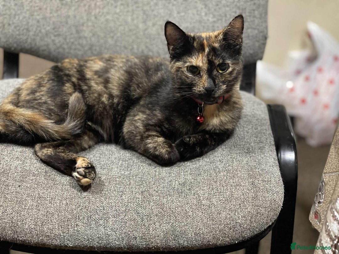 European cats for sale: Nice cat - Image 1