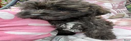 Shihpoo dogs for sale: 3 ShihPoo Boys  - Advert 8