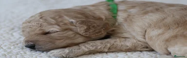 Cavapoo Puppy 4