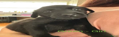 Green collar