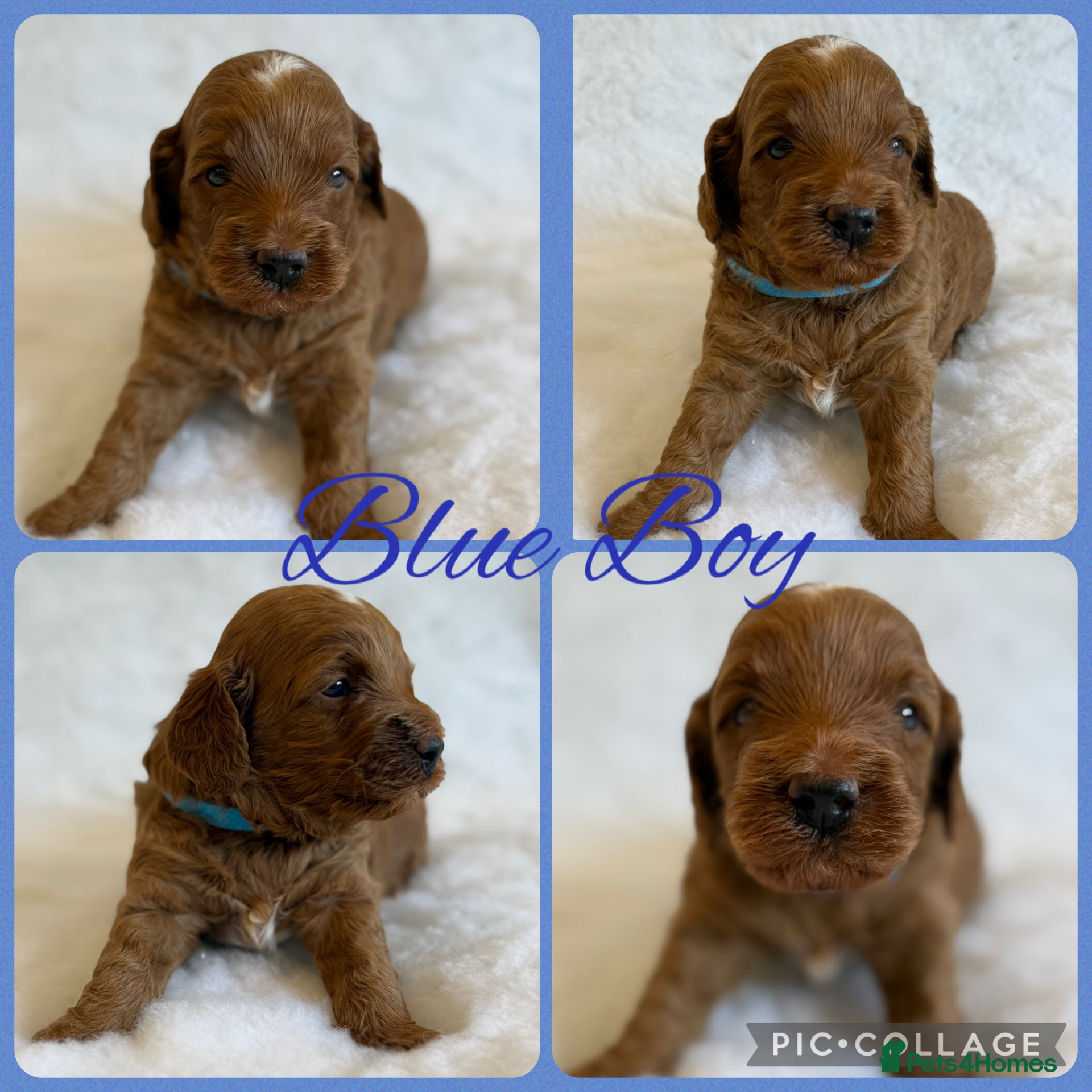 Labradoodle dogs Australia labradoodle puppies  - Advert 2