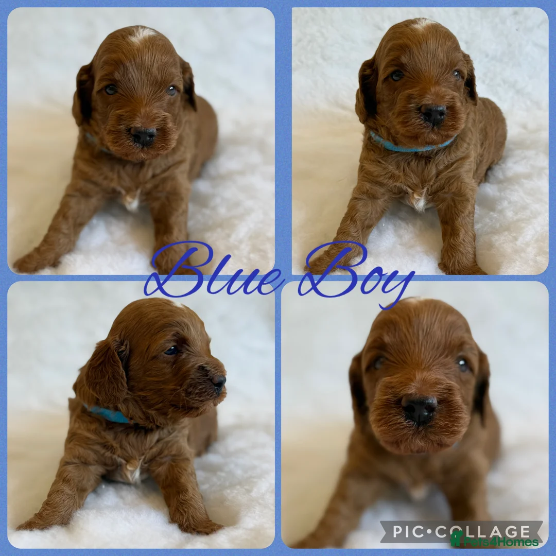 Labradoodle dogs for sale: Australia labradoodle puppies  - Advert 2