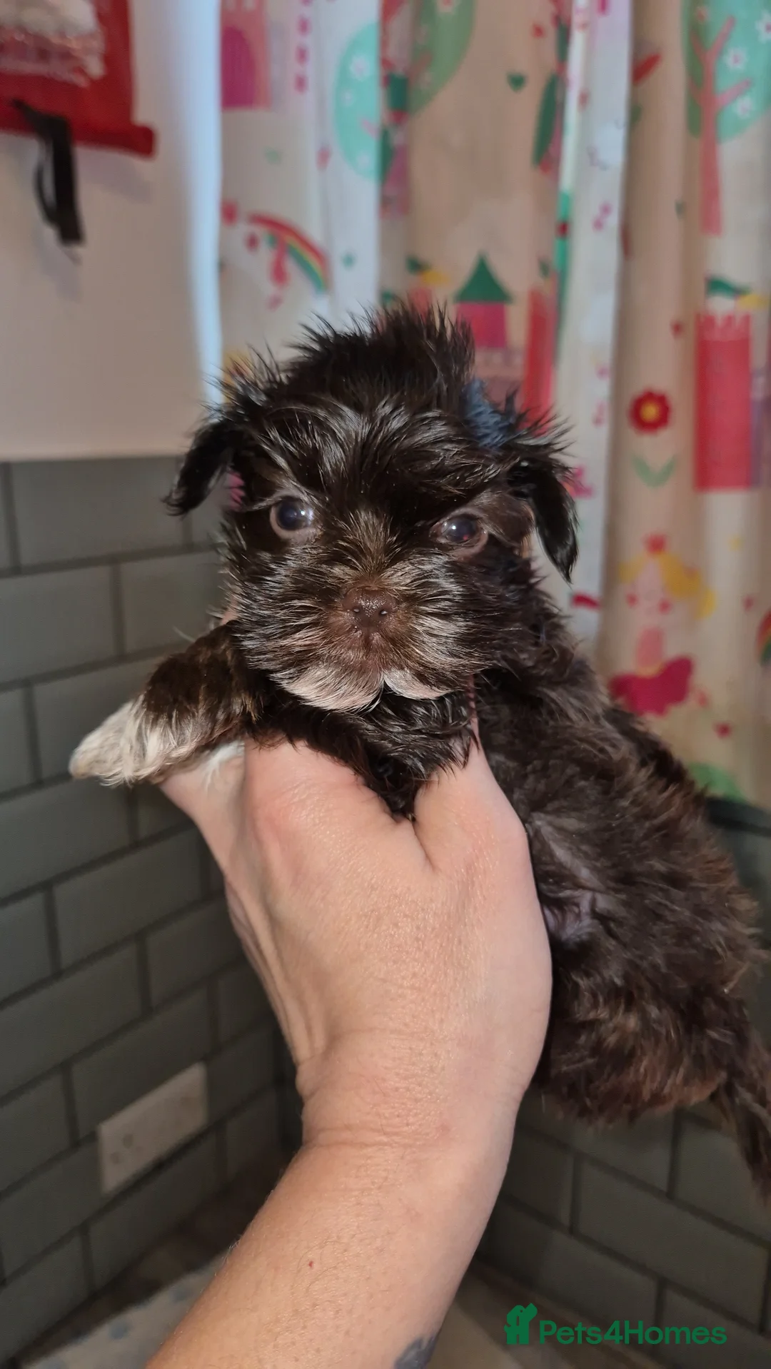 Yorkshire Terrier dogs for sale: REDUCED LAST 2 BOYS  - Advert 10