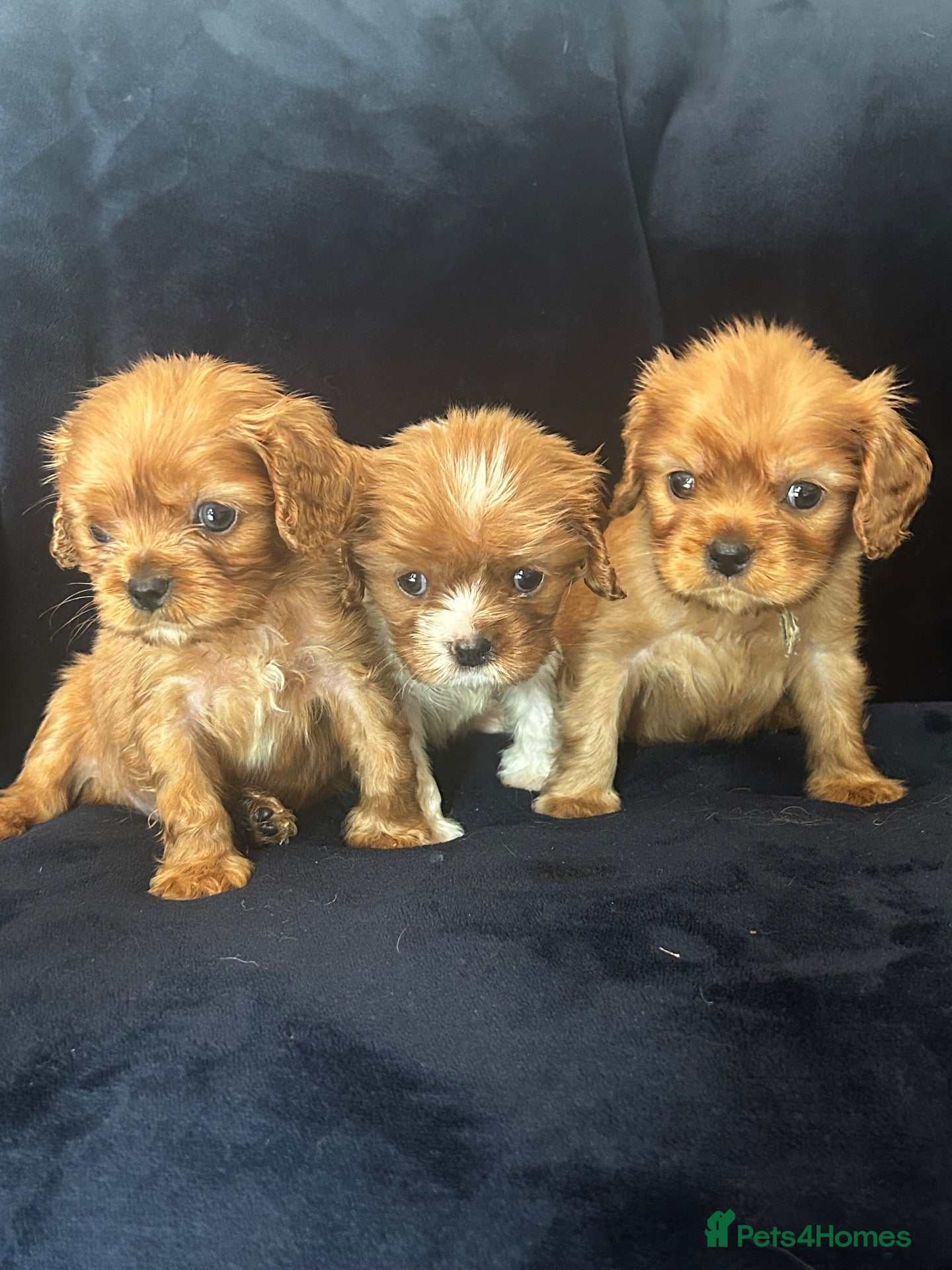 Cavalier King Charles Spaniel dogs Gorgeous puppies looking for there forever home  - Advert 10