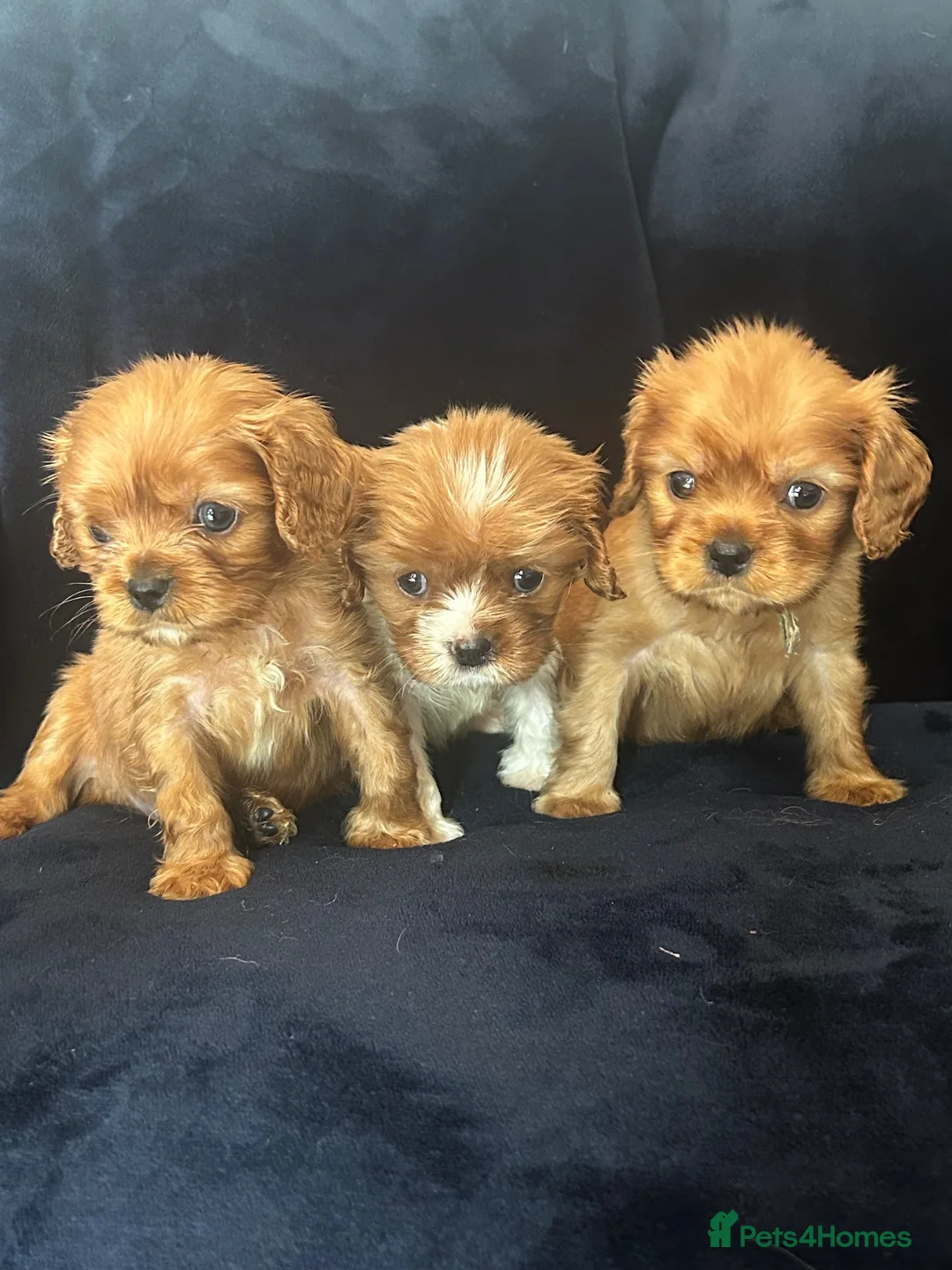 Cavalier King Charles Spaniel dogs for sale: Gorgeous puppies looking for there forever home  - Advert 1