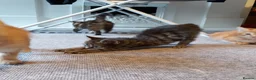 Mixed Breed cats for sale: 4 mixed kittens ready for loving homes - Advert 11