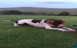 Mixed Breed dogs for sale: Labrador x English Pointer  - Image 4