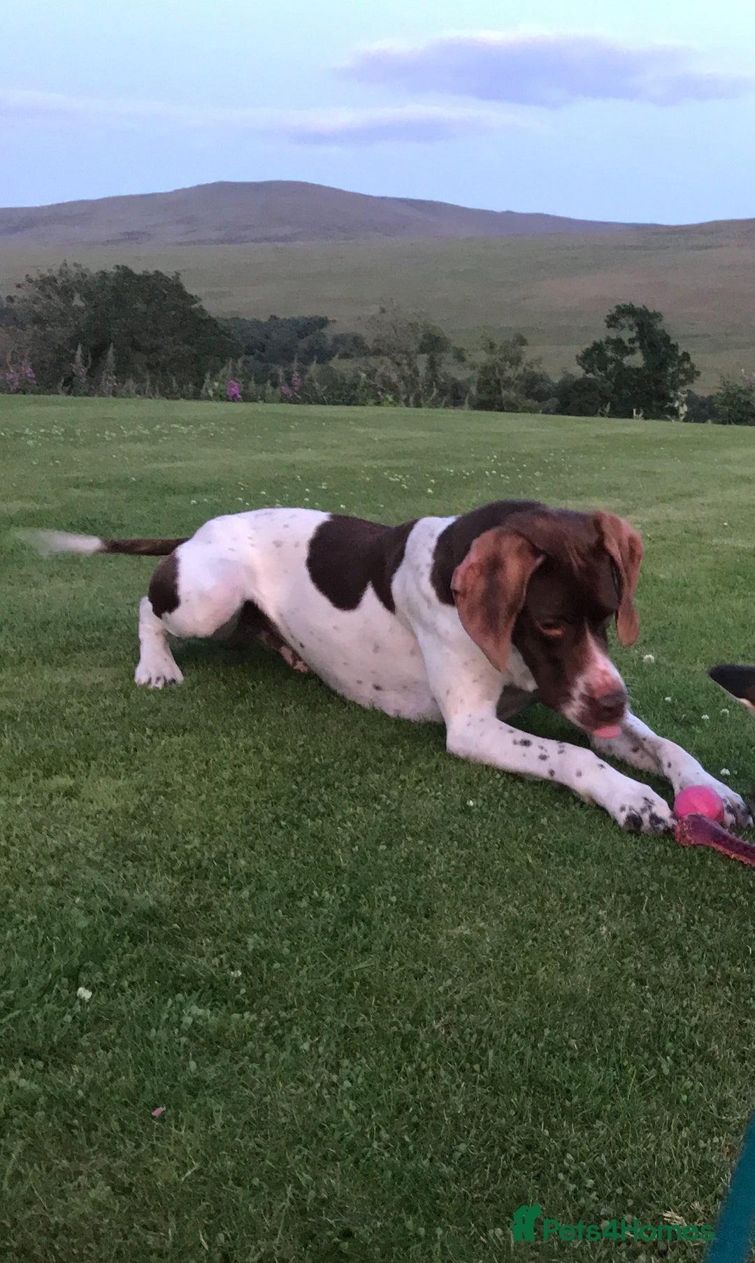 Mixed Breed dogs for sale: Labrador x English Pointer  - Image 4