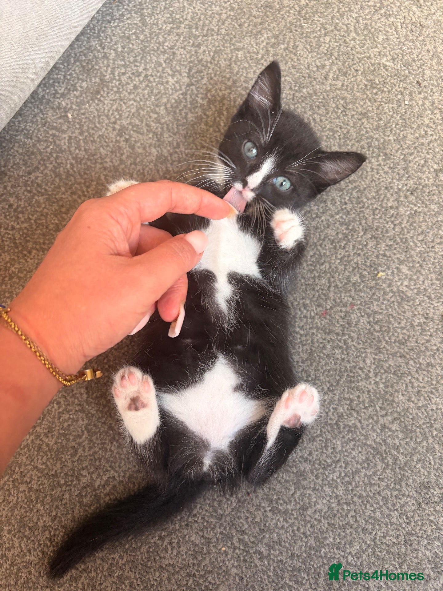 Mixed Breed cats Tabby black and white kitten with mustache - Advert 1