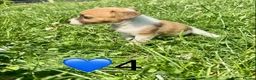 Jack Russell dogs for sale: Beautiful Jack Russell Pups Ready for Forever Home - Advert 26
