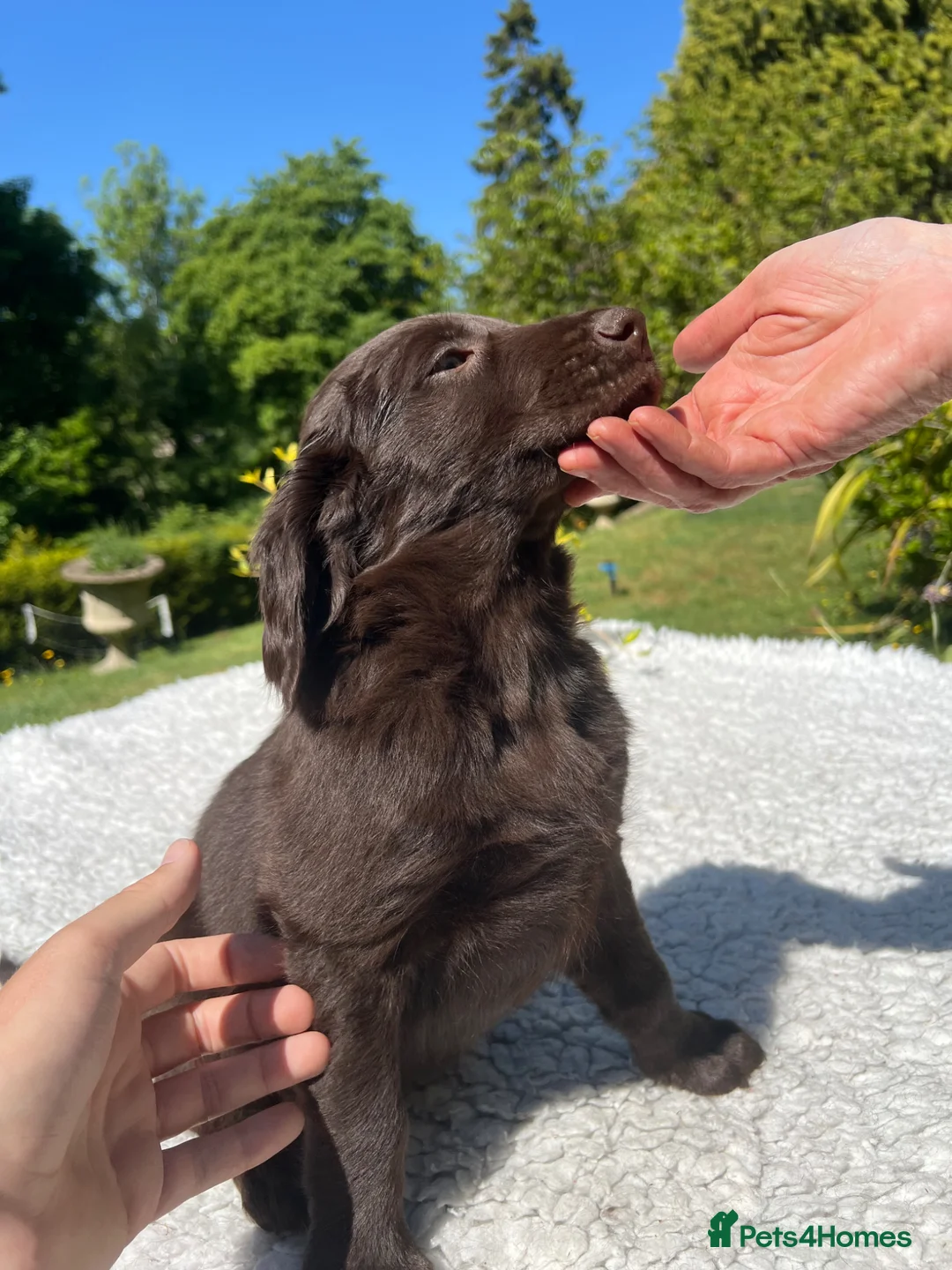 Flat coated Retriever dogs for sale: Gorgeous liver and black Flatcoat Retrievers - Advert 1